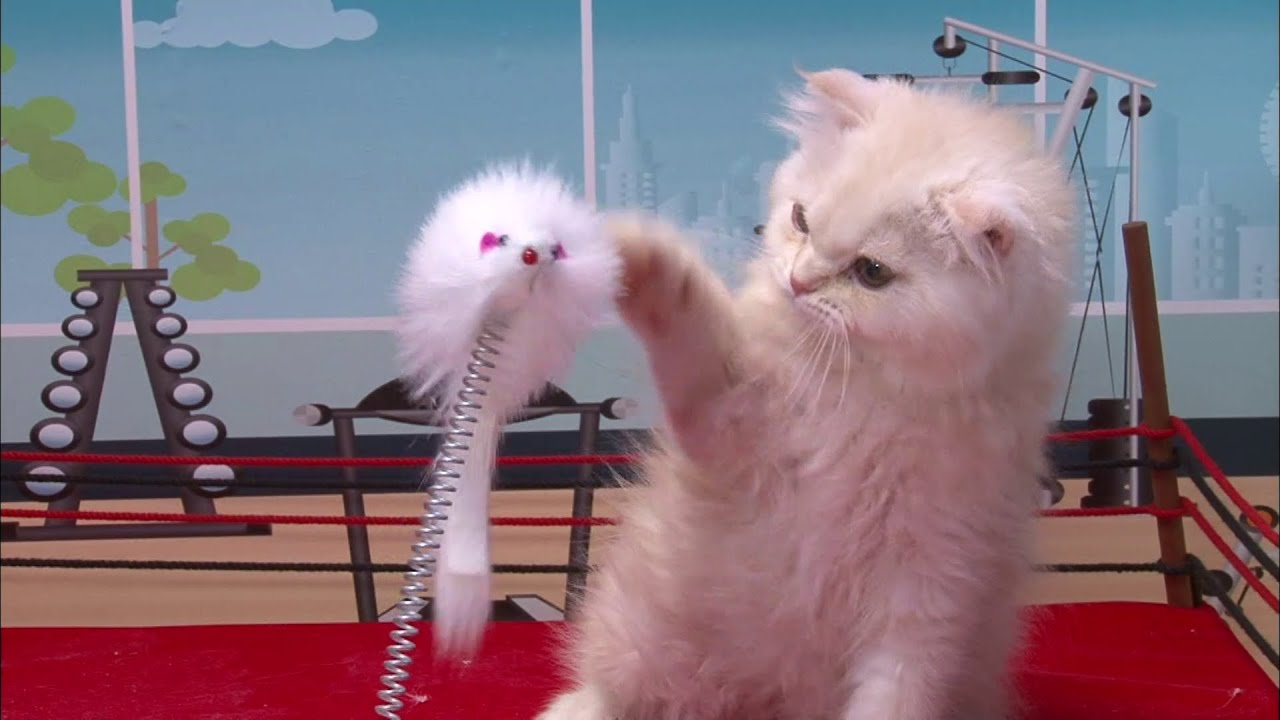【スコティッシュフォールド】動画まとめ　猫パンチ　子猫　いたずら　追いかけっこ　など【猫ちゃん動画まとめ】