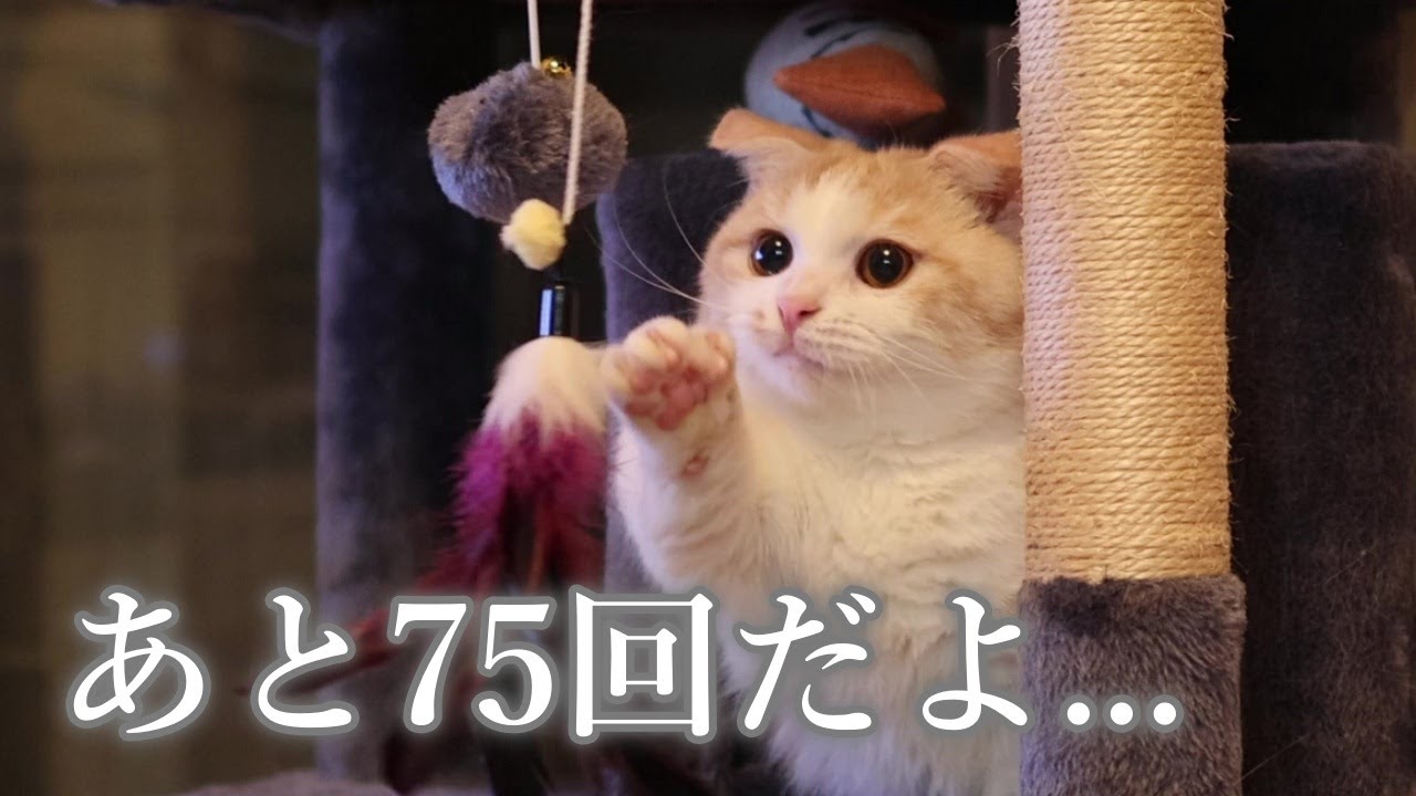 【#36  あと少しだよ】ゴールが見えてきた...と信じたい