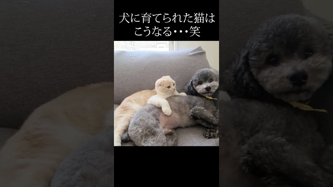 半日ぶりの子猫と犬の再会がこちら...#shorts