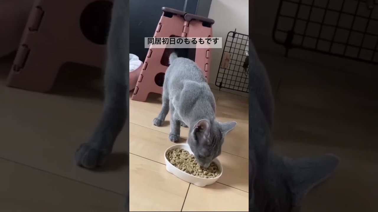 おうちにはじめてやってきた時の子ネコ【ロシアンブルー】#cat #russianbluecats #ねこ #かわいい猫