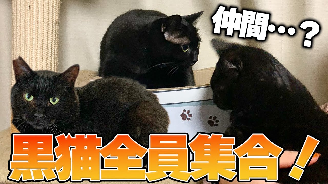 ついに全ての黒猫が実家にやってきて全てが真っ黒になります。