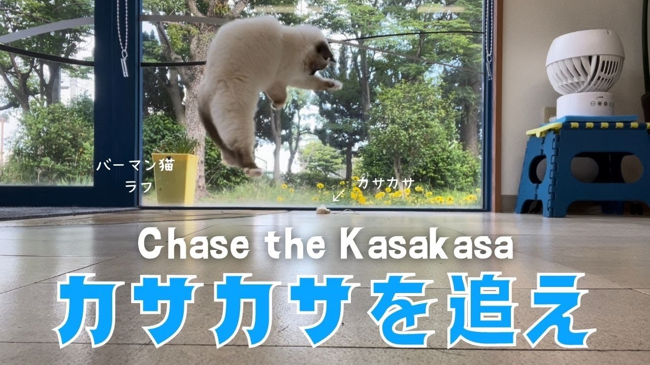 バーマン猫たちと遊ぼう【カサカサを追え】Chase the Kasakasa（バーマン猫）Birman/Cat
