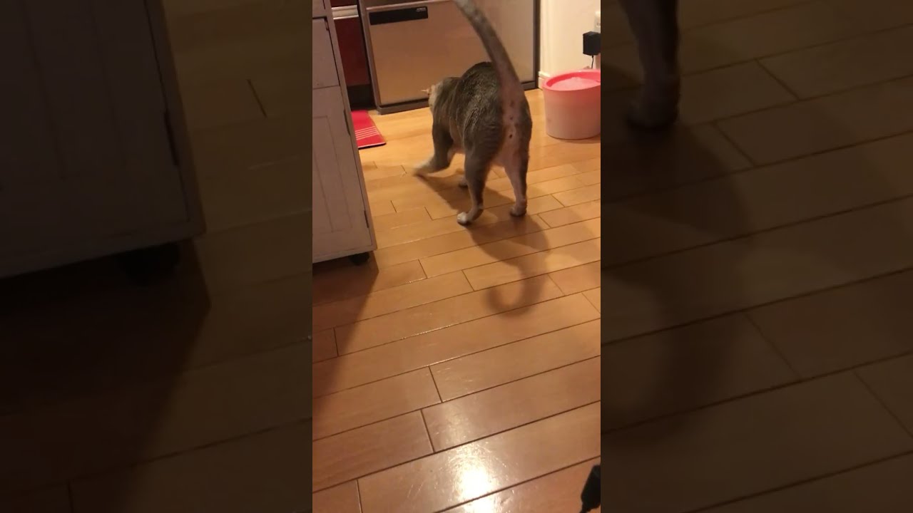 ネジネジで大はしゃぎのシンガプーラなのにゃ♪