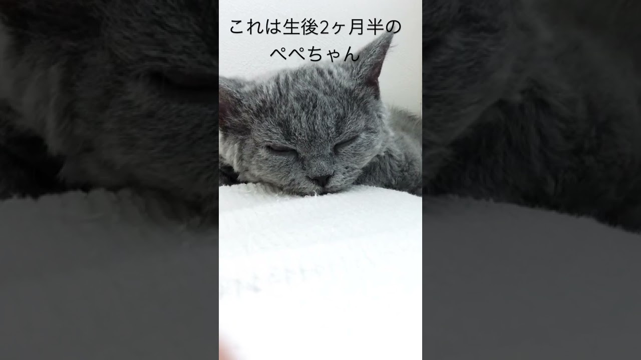 我が家に来たばかりのぺぺちゃん❤️#shorts #セルカークレックス #cat #selkirkrex