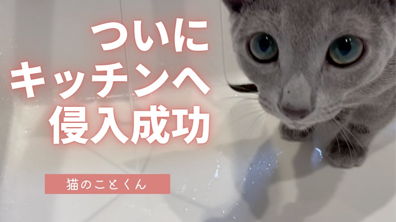 恐る恐るキッチンに侵入する仔猫はこちらです【ロシアンブルーこと】
