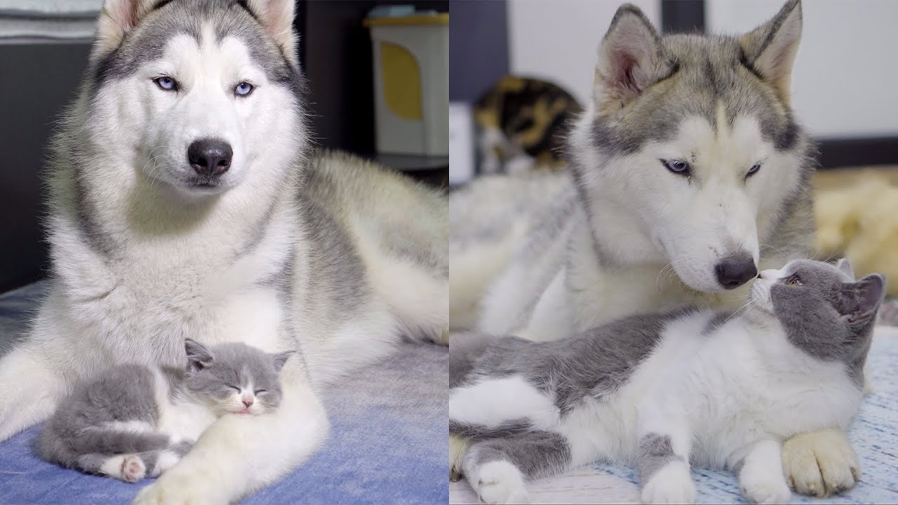 ハスキーとゴールデンレトリバーに育てられた子猫の６ヶ月の成長記録