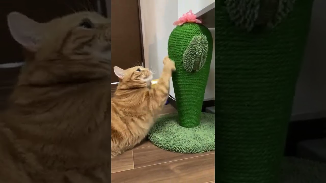 アメリカンショートヘアとサボテン#shorts