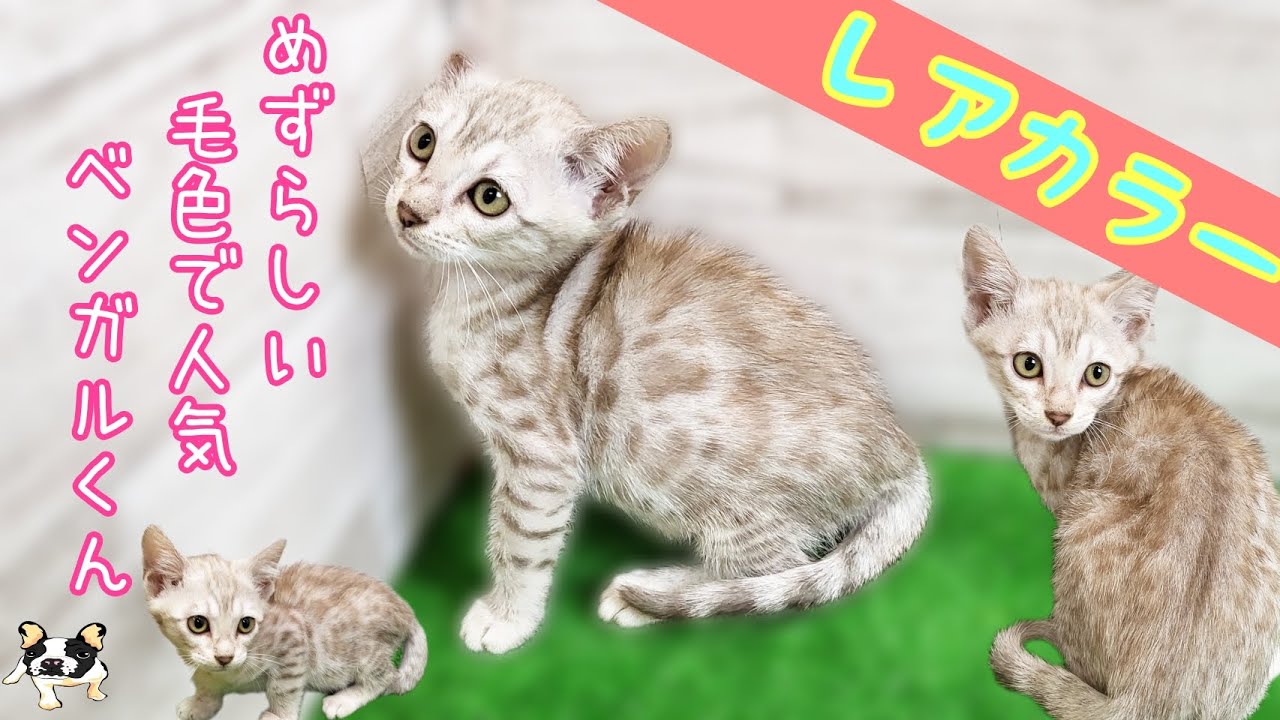ベンガル・子猫【Mitten府中店】