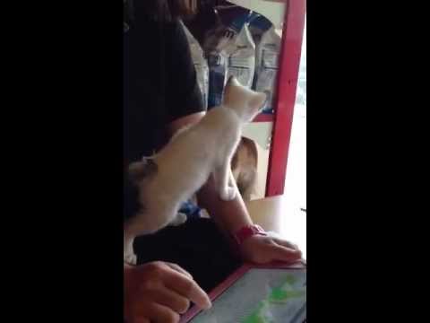 スキフトイボブテイルの赤ちゃん