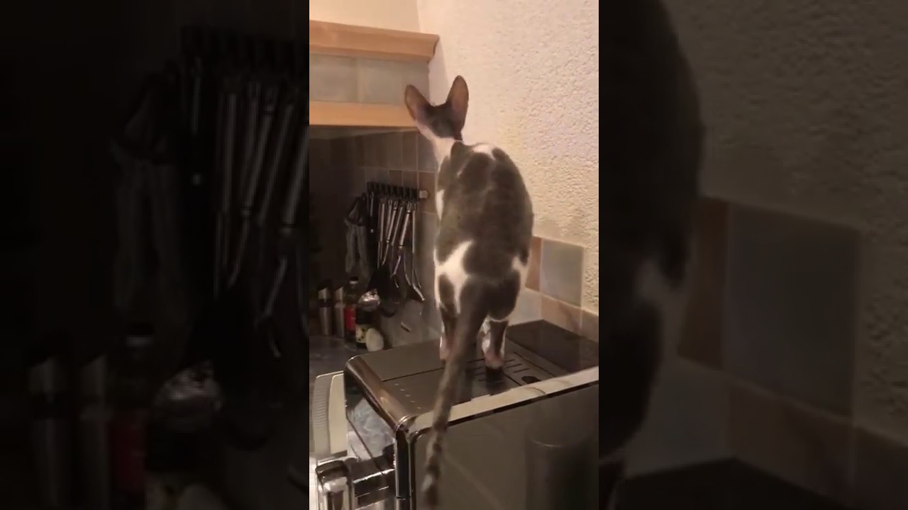 Cornish Rex Freddie saying myau!