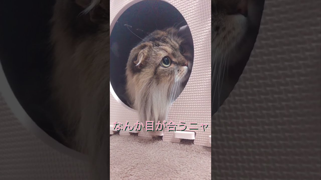 みんなをビックリさせたかったもふもふ猫【ほのぼの】#スコティッシュフォールド #もふもふ #折れ耳 #癒し #猫 #ビックリ #ほのぼの #かわいい猫 #モラン #shorts