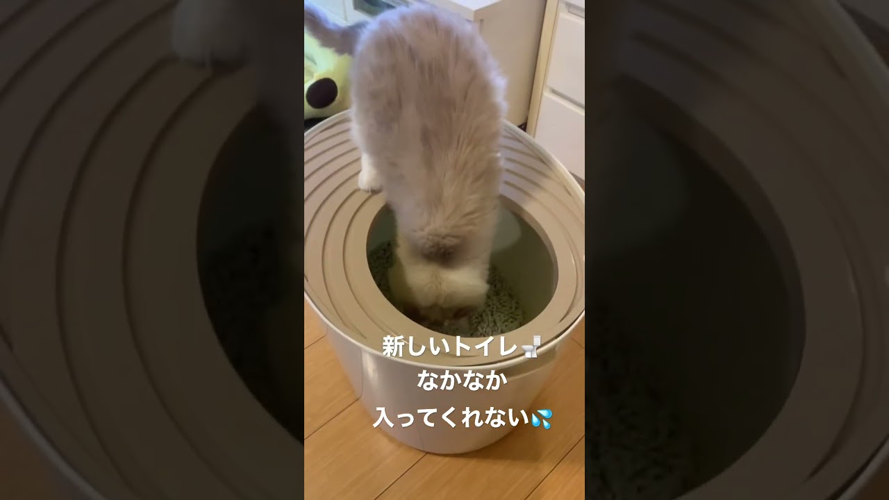 #猫トイレ#ラグドール#ragdol#押すなよ#トイレトレーニング#猫砂#猫砂飛び散らない