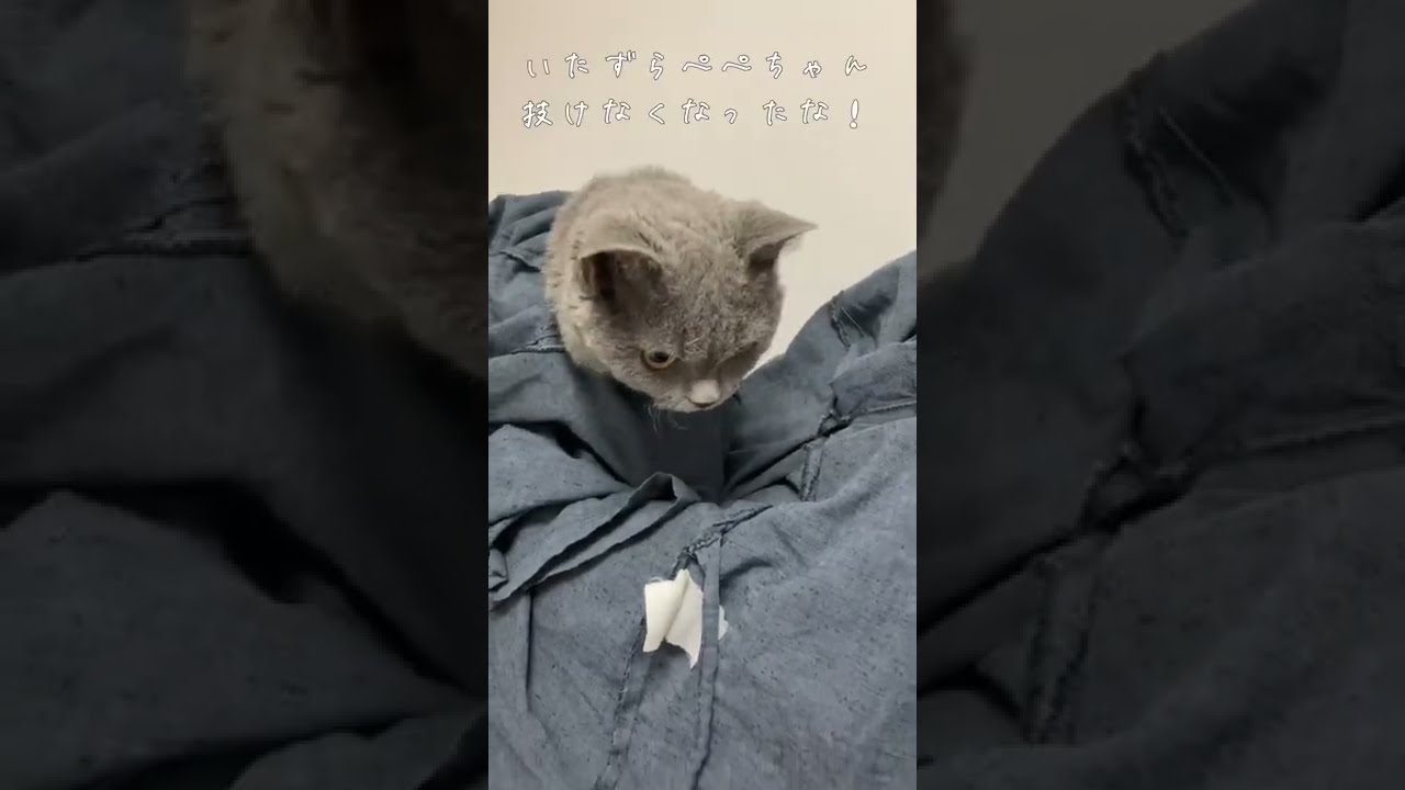 穴から抜けなくなった猫#shorts #猫 #セルカークレックス #cat #selkirkrex