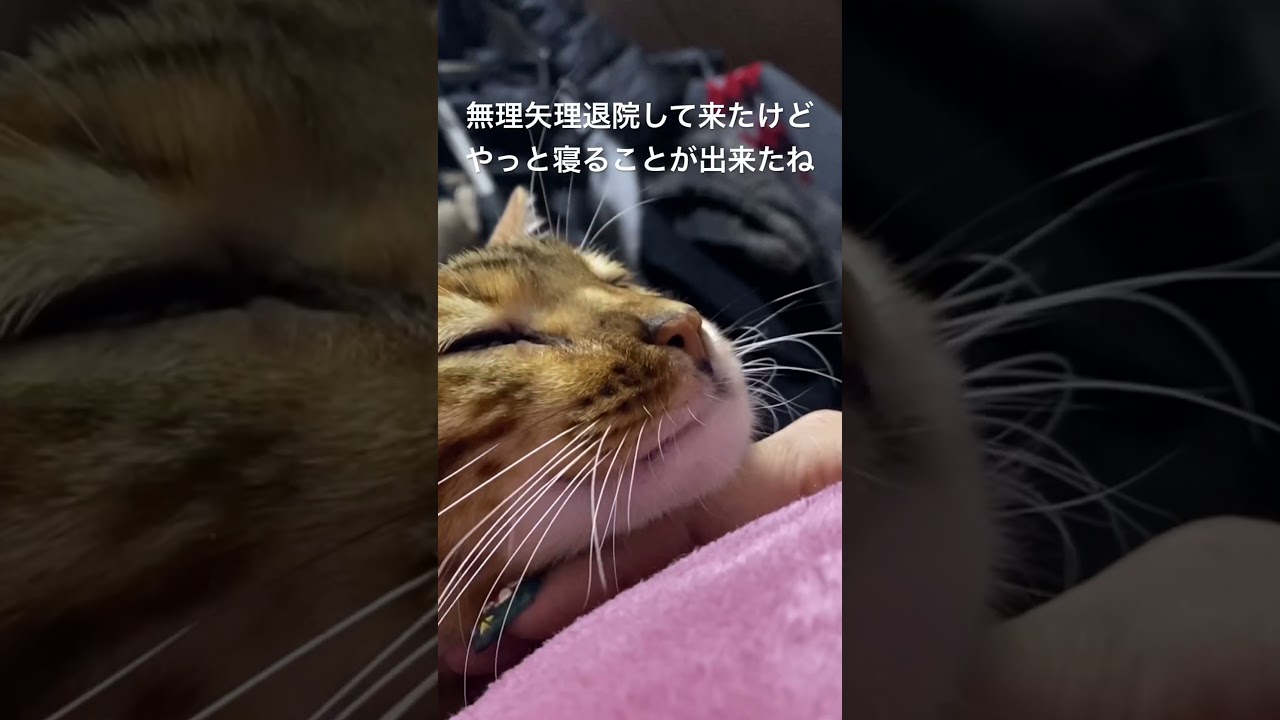 メンタル崩壊寸前で退院して来たベンガル猫　#shorts  　#YouTubeショート