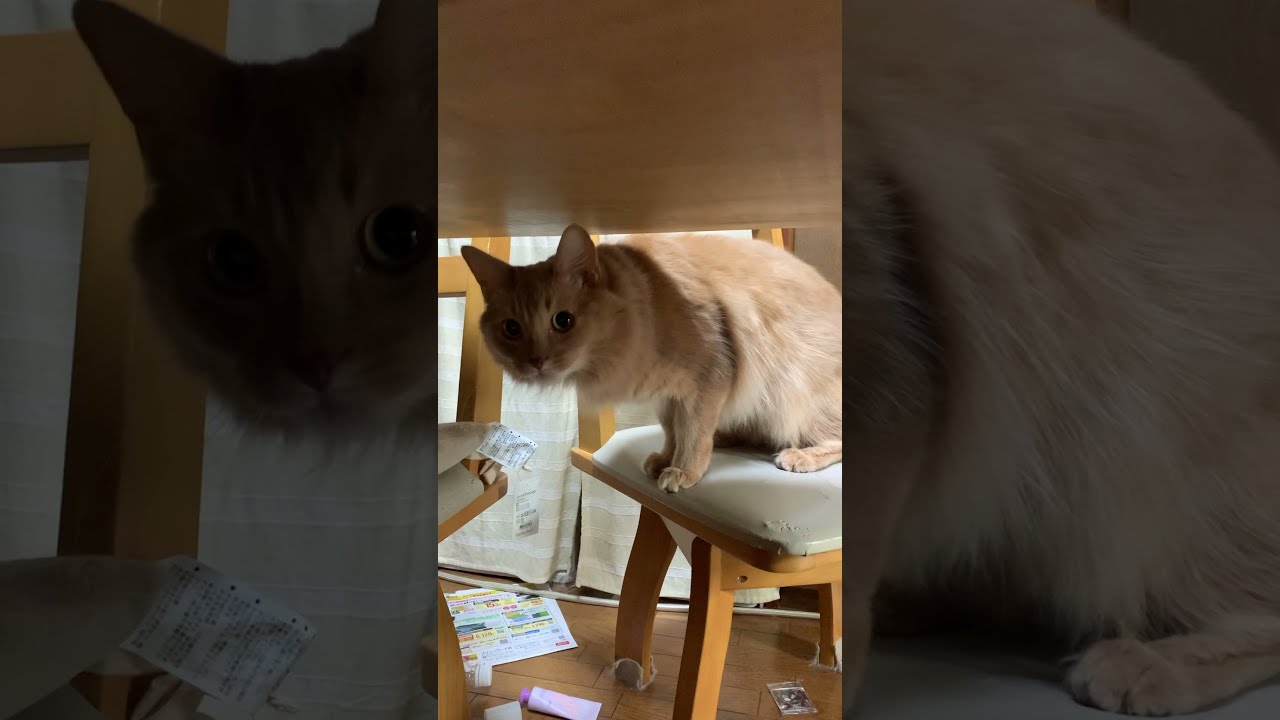 【ソマリ猫】犯人です（笑）！！ #Shorts