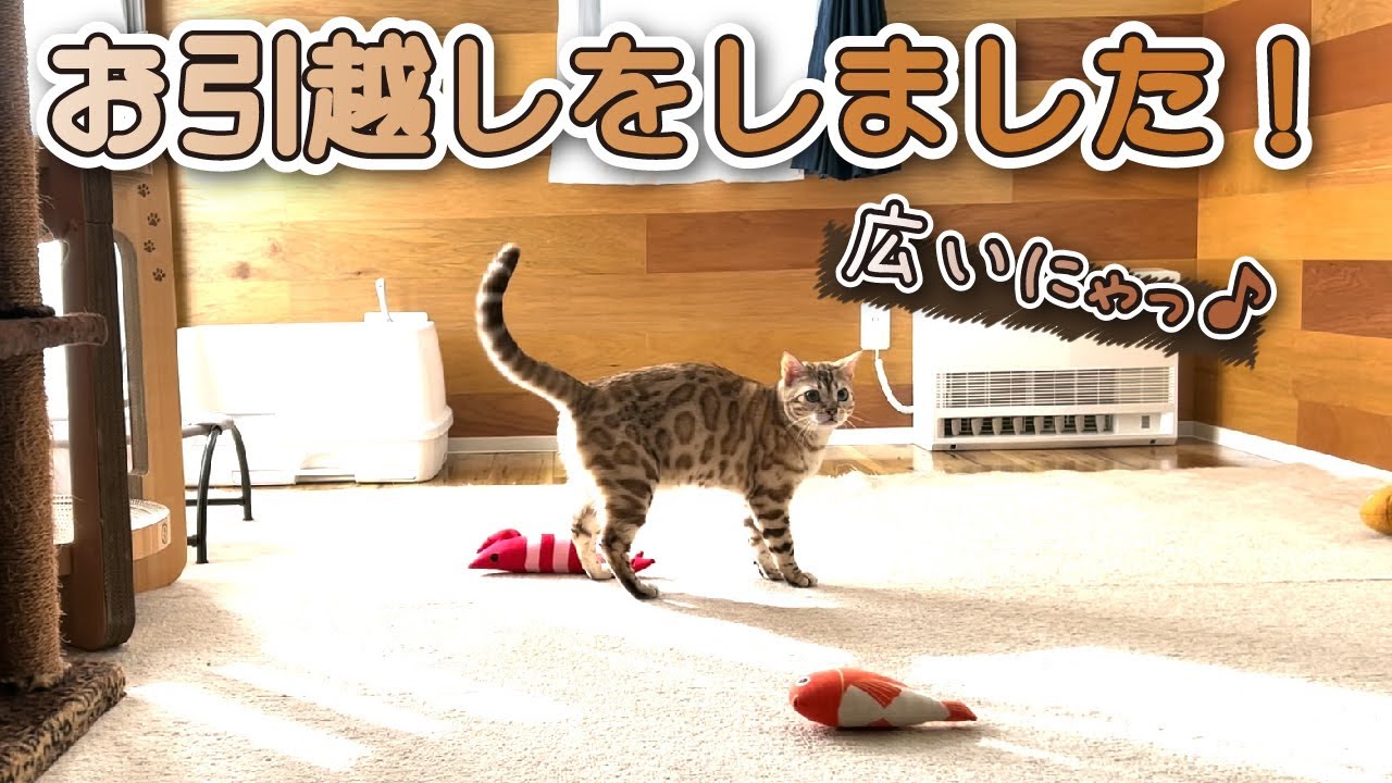 スノーベンガル猫、お引越しをします！ -Snow Bengal cat is moving house!-