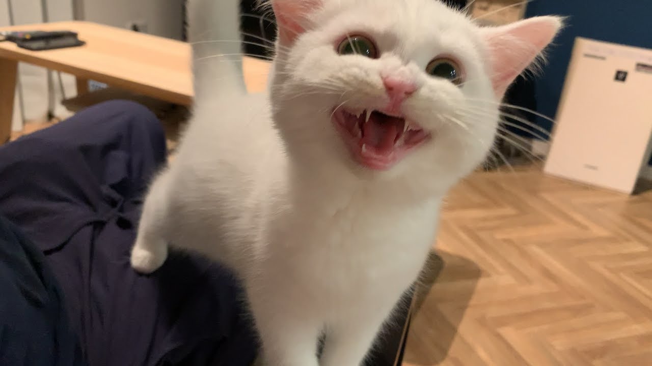 お腹すいた～！子猫の鳴き声の破壊力！【スコティッシュフォールド】