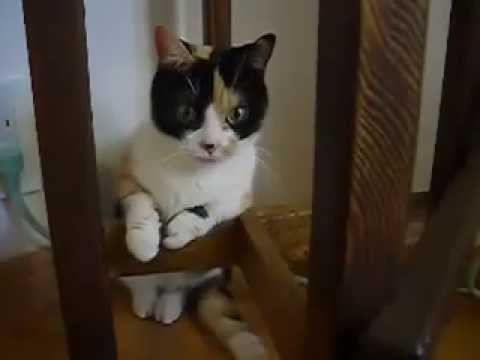 猫動画 短足マンチカンなっちゃん 日本猫ねここ かわいい面白い瞬間特集 munchkincat movies