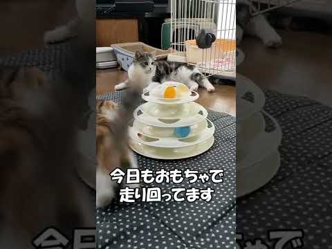 ５日目のマンチカンの子猫　ねこずshorts086 #shorts #cat #猫 #ねこ #短足 #マンチカン