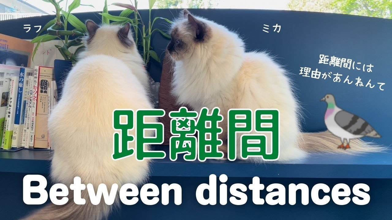 窓辺に並ぶバーマン猫ラフとミカ【距離間】Between distances（バーマン猫）Birman/Cat