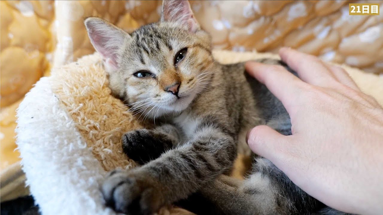 子猫とのお別れが近づいてきました