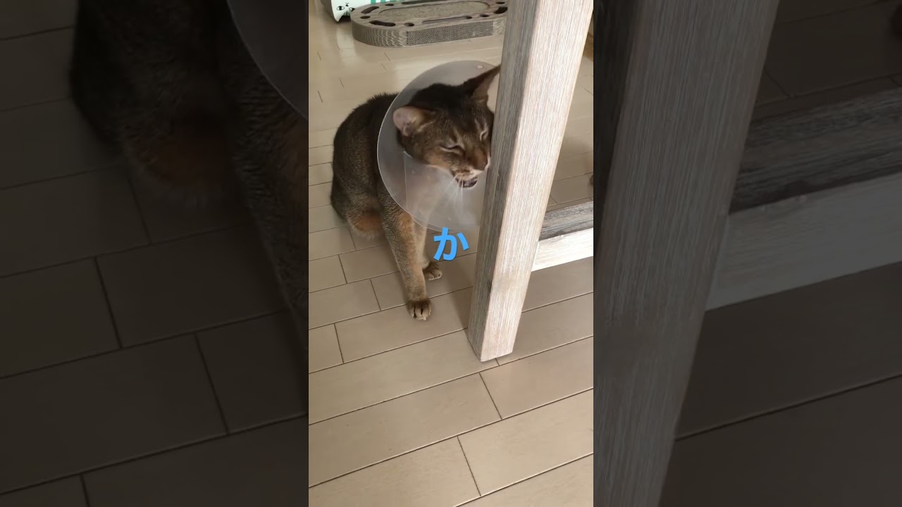 18歳まな猫によるむずむずダンス！#shorts#猫動画#アビシニアン#cat #まな猫