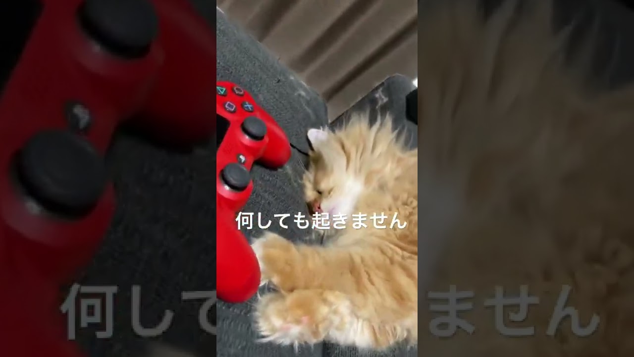 野生を忘れたネコ【ラガマフィン】