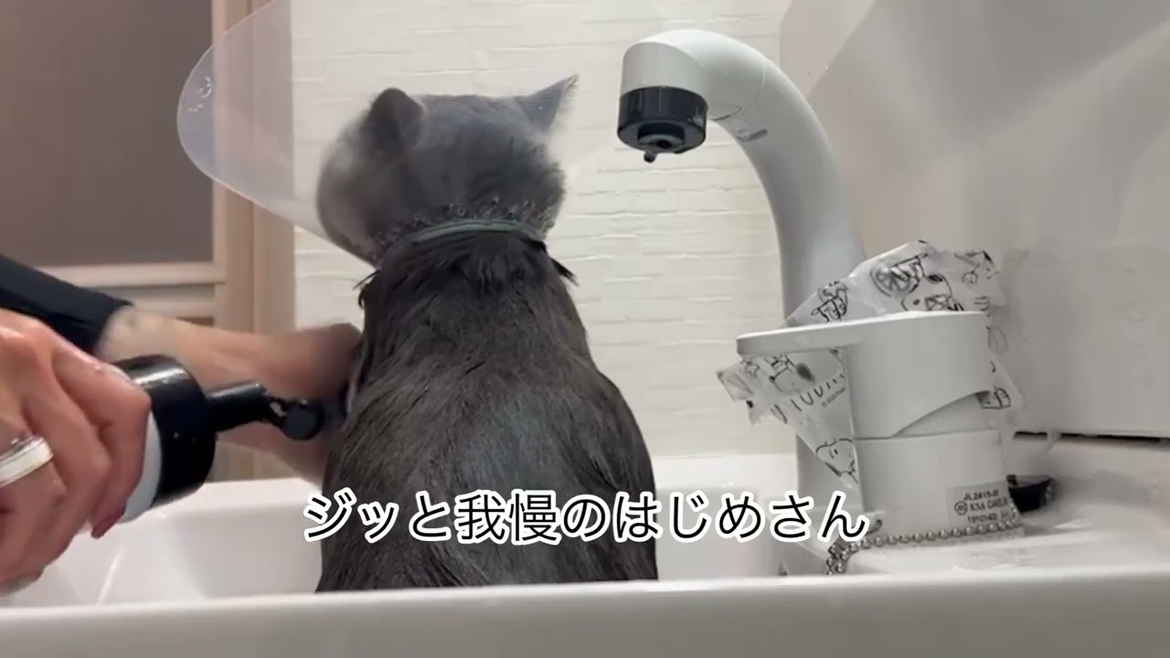 はじめさんサロンでお怒り #猫 #ブリティッシュショートヘア #保護猫