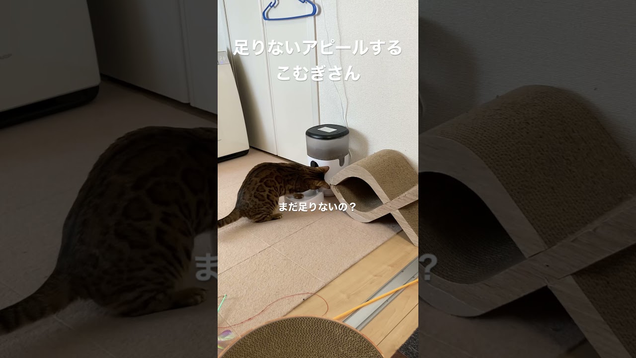 熟練度が増してきた　#こむぎ #ベンガル #ベンガル猫