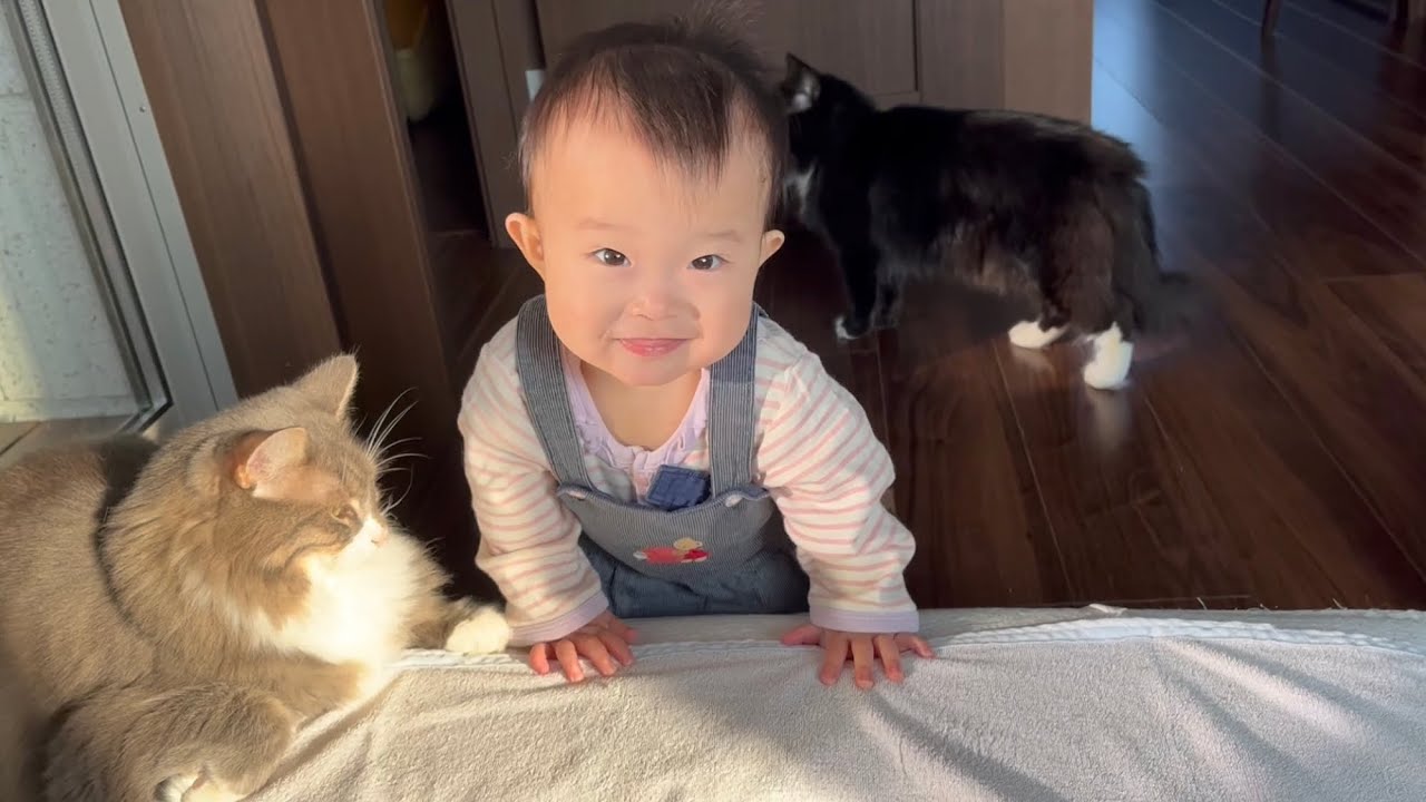 パパのワンオペ育児の助けとなる猫　ノルウェージャンフォレストキャット　A cat that helps dad raise his child