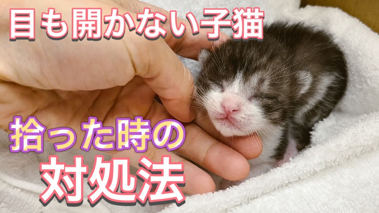 目も開かない子猫の育て方・対処法【子猫の年齢・性別の見分け方】