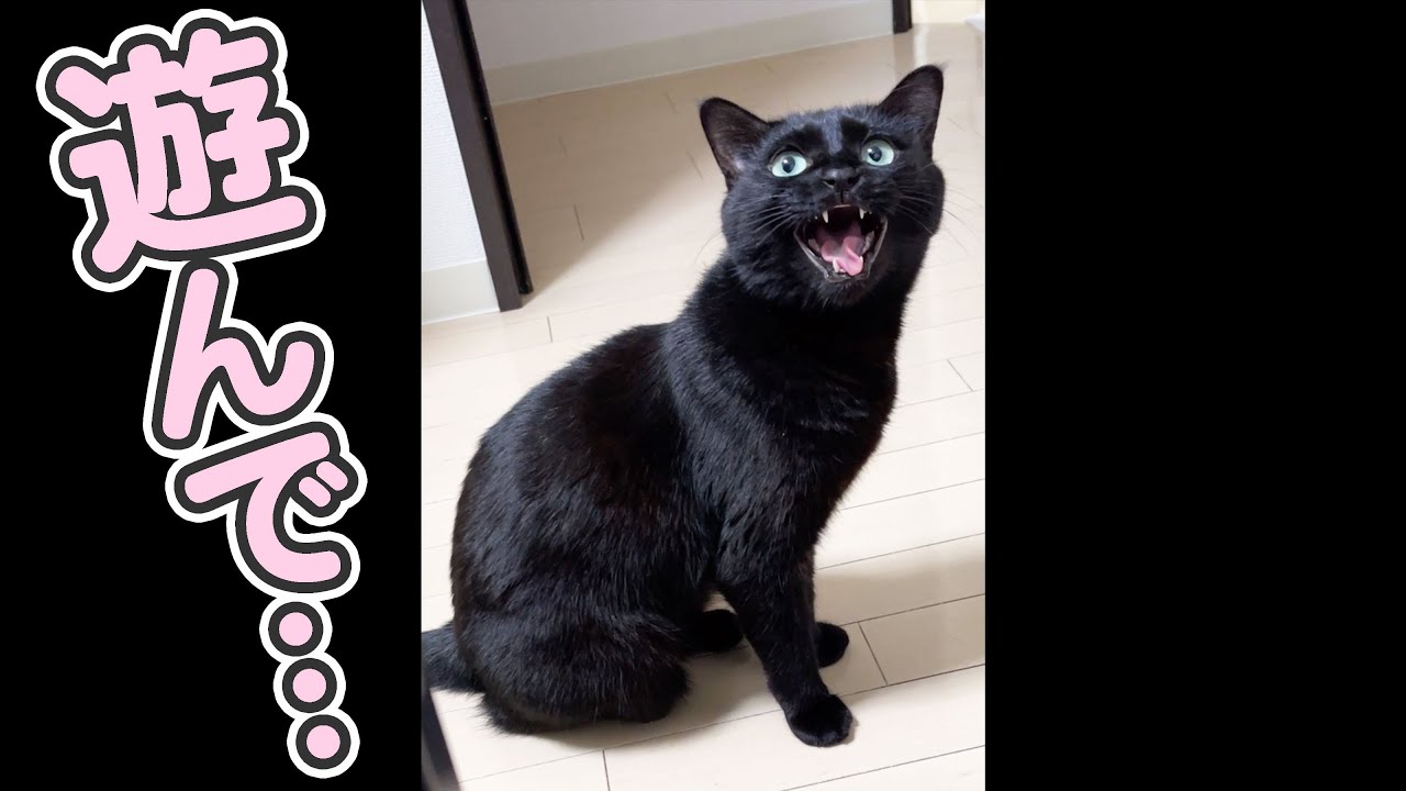 飼い主への甘え方が、上手すぎる猫