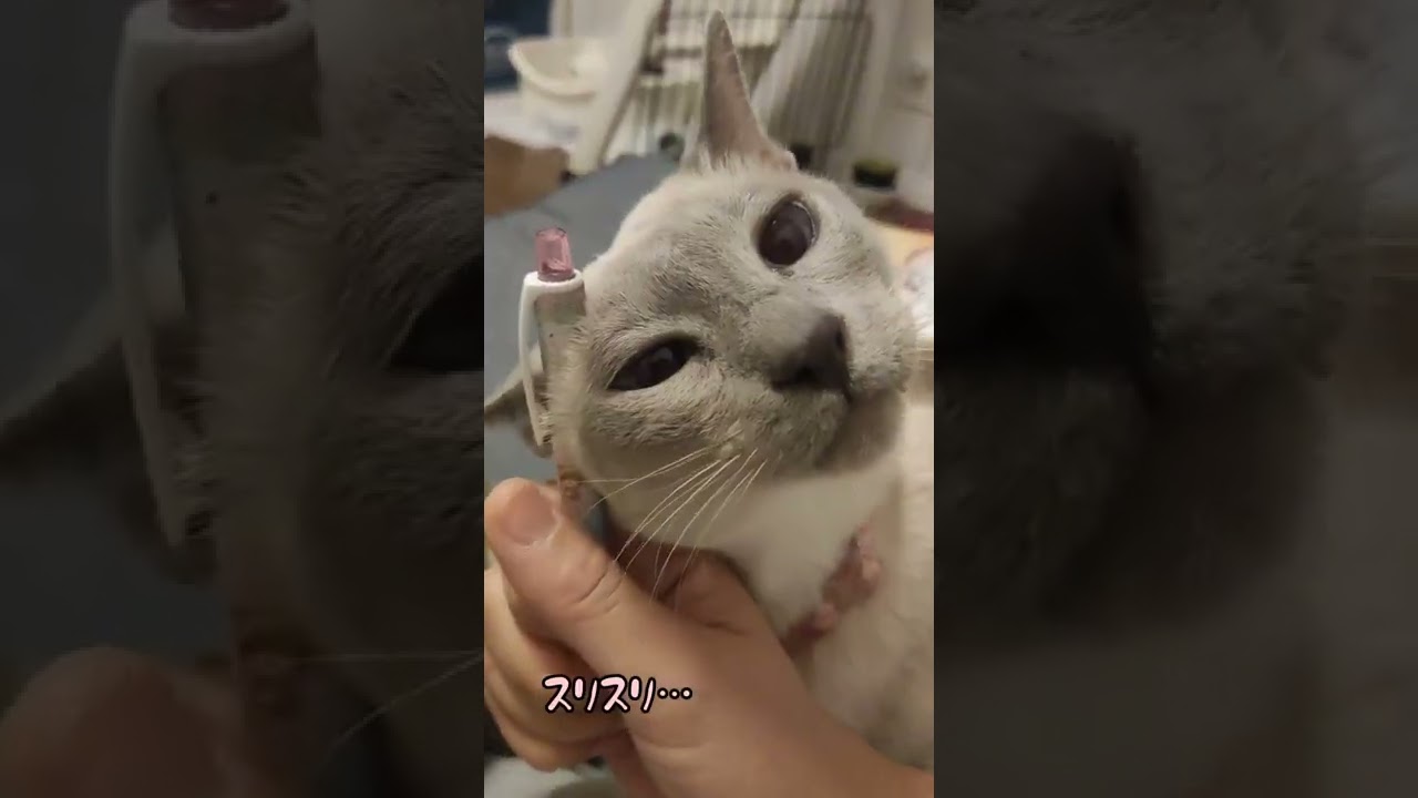#shorts 【シャム猫】そんなに痒いの？