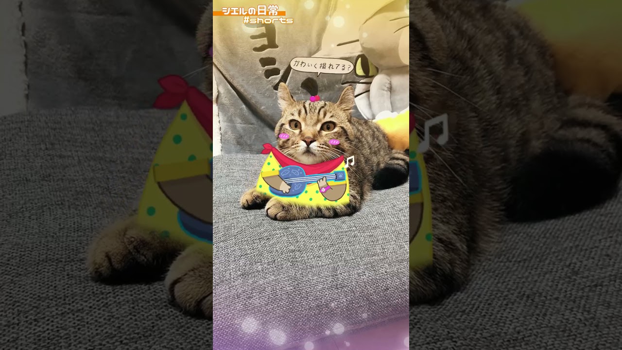 徐々にノリノリになるシエル君の動きに注目！　/キンカロー　マンチカン×アメリカンカール　#Shorts