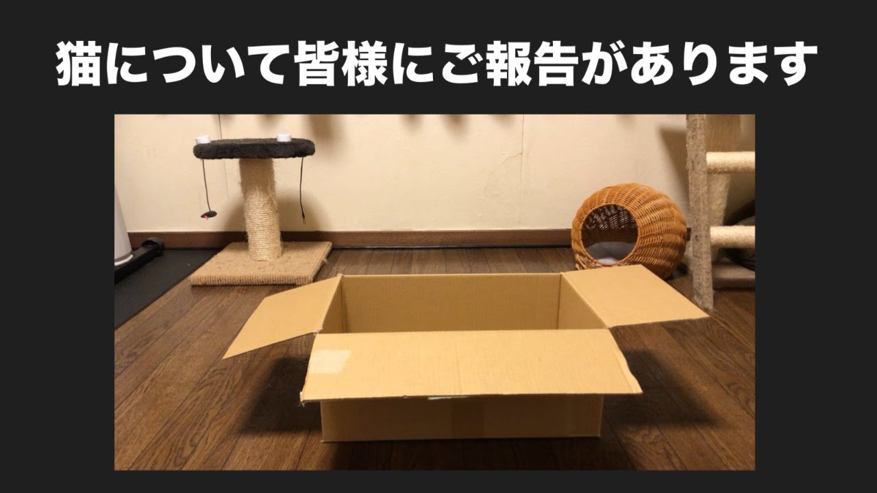 ルイ（ベンガル猫4歳）の状況について