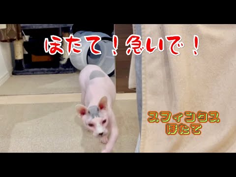 自称きれい好き！スフィンクスほたて