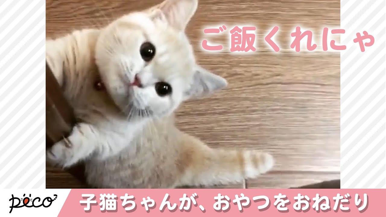 かわいいマンチカンの子猫ちゃんが、おやつをおねだり♪【PECO TV】