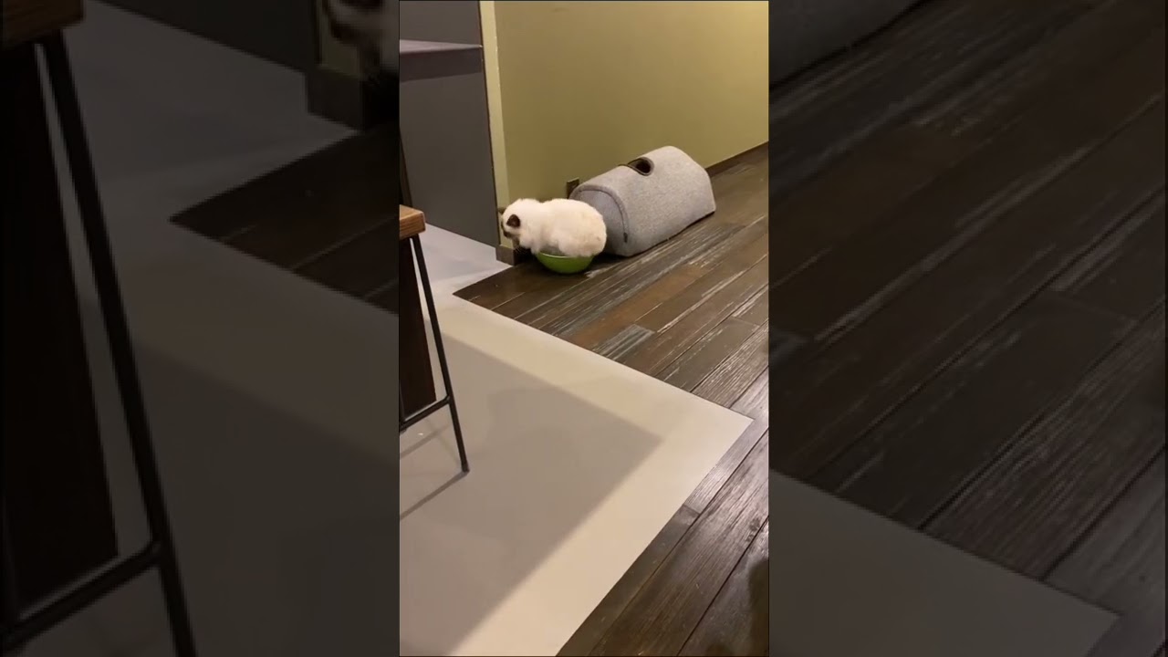 【バーマン】鳴きながら、とりあえず入る姫♪