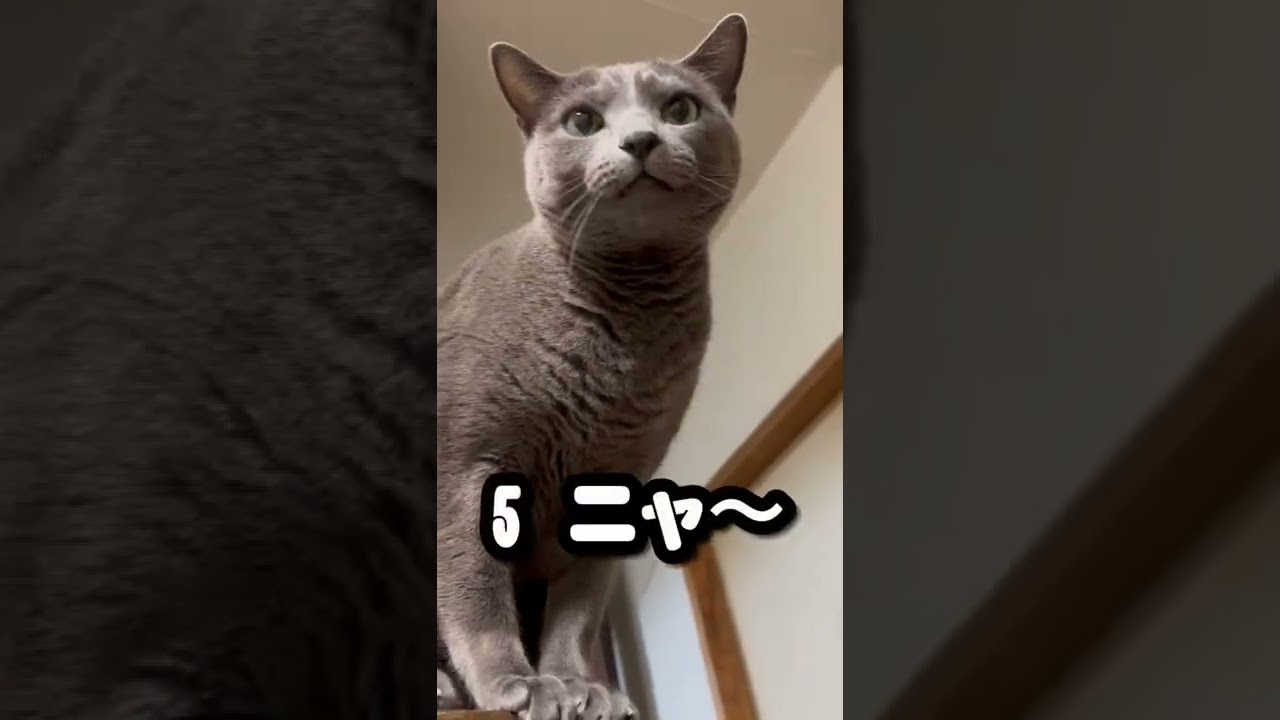 【ロシアンブルー】めろんめちゃおしゃべりします😳【猫】#shorts