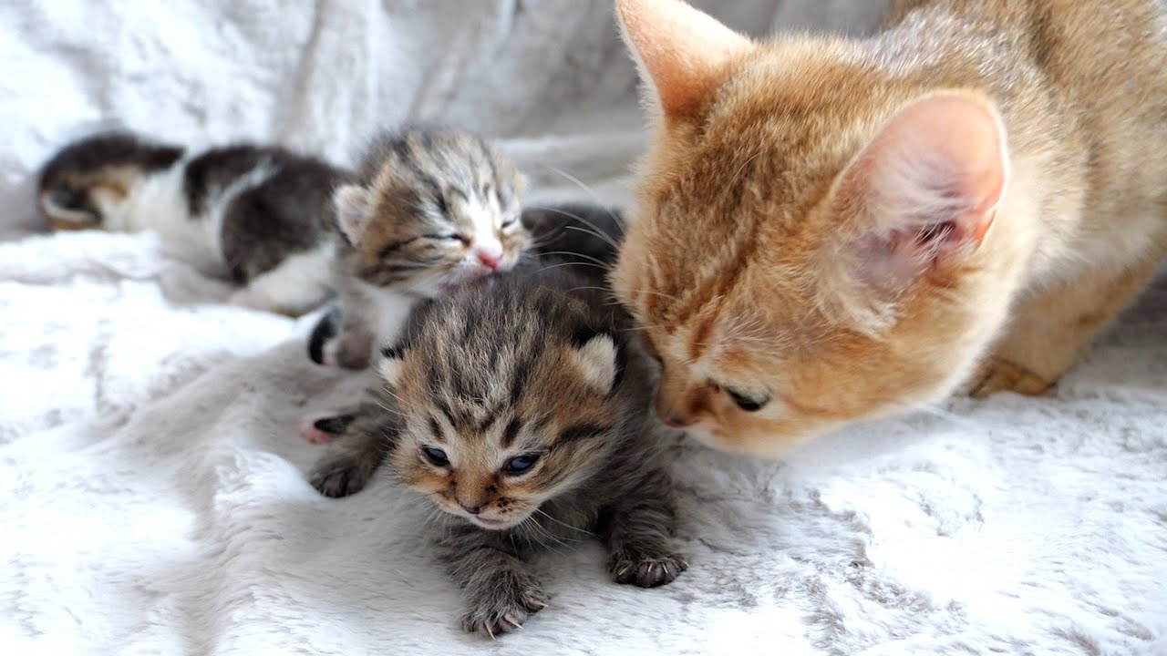 Information about the sex of the kitten