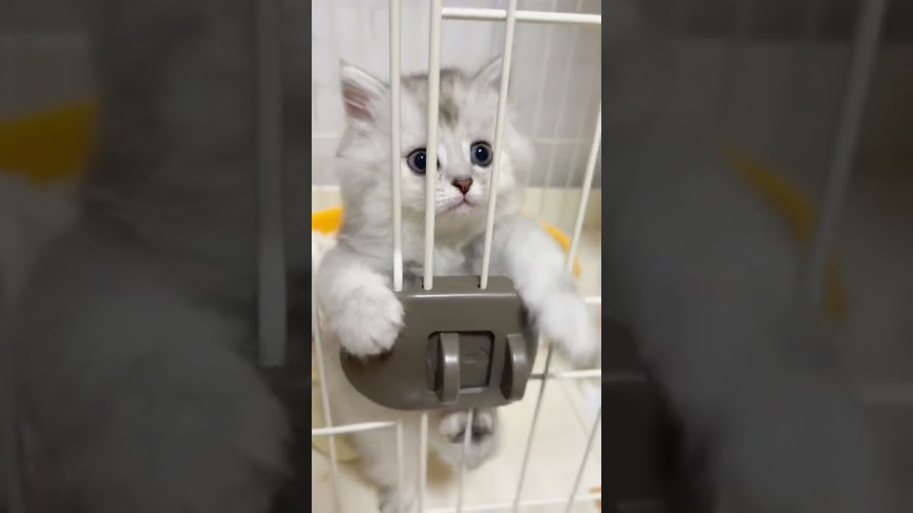 【子猫の成長記録】#shorts #ミヌエット #マンチカン #子猫