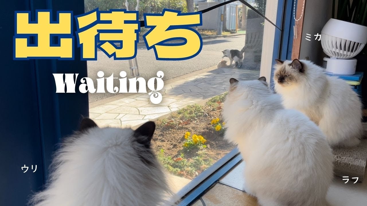 バーマン猫ウリとミカとラフ【出待ち】Waiting（バーマン猫）Birman/Cat