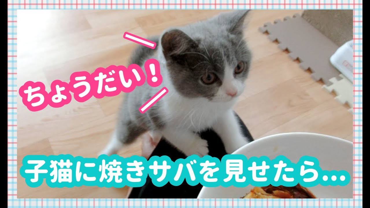焼き魚を狙う子猫がかわいすぎる！【ブリティッシュショートヘア・生後2ヶ月】-Kitten aiming for grilled fish-