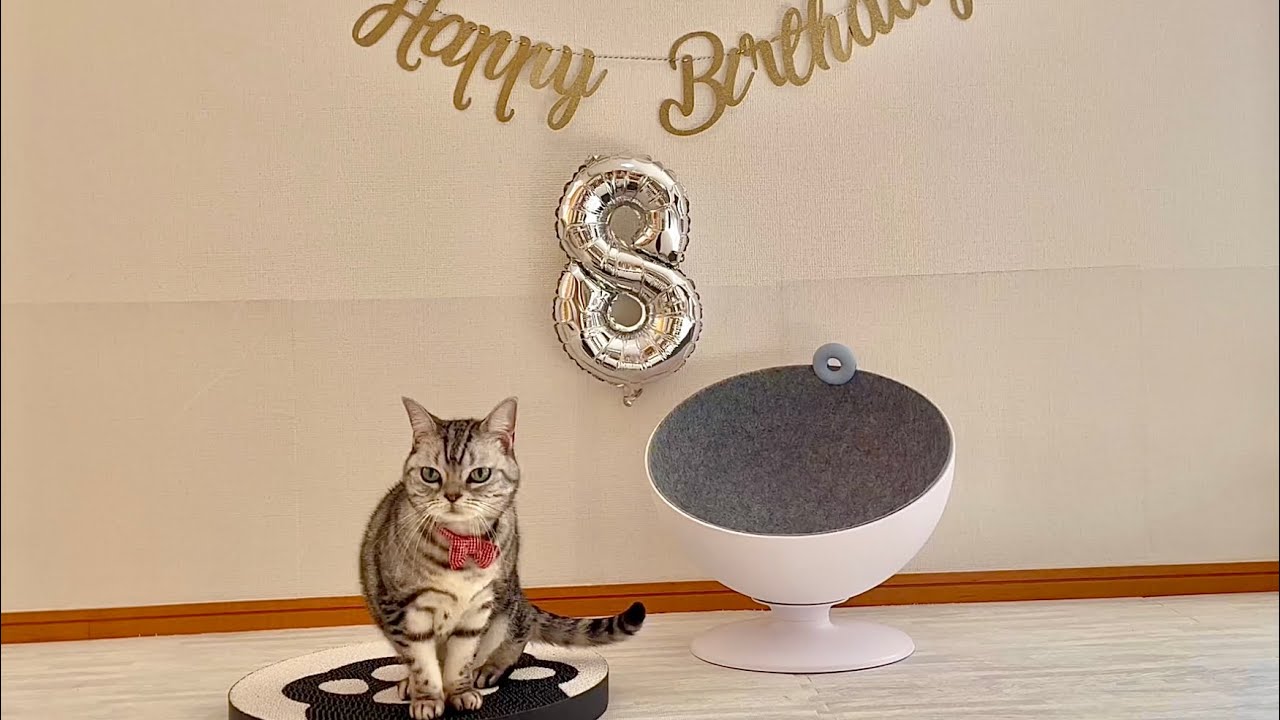 あいちゃん、新居に舞い降りる！