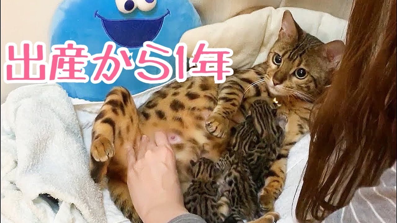 【祝1歳！】三兄弟の出産から1年！未公開シーンと共にベルの出産を振り返ります