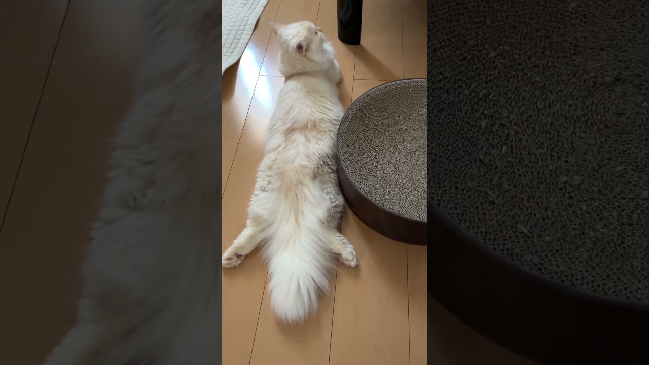 遊び疲れるとこうなっちゃいます【サイベリアン】#ショート動画 #shorts #猫