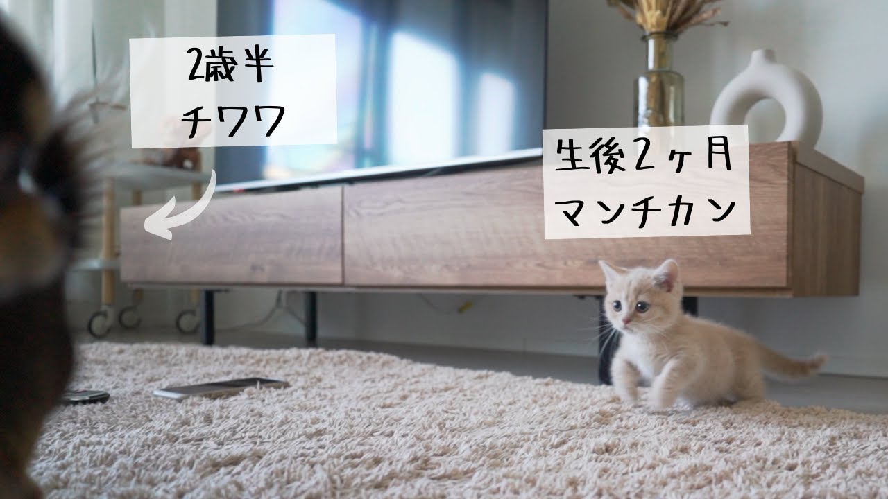 チワワとマンチカンの「だるまさんがころんだ」が可愛すぎるwwww