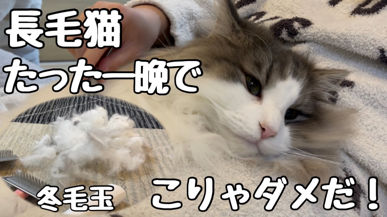 【長毛猫ノルウェージャンフォレストキャット】見事な毛吹き2歳オス冬の毛玉にお手上げになりました❗️