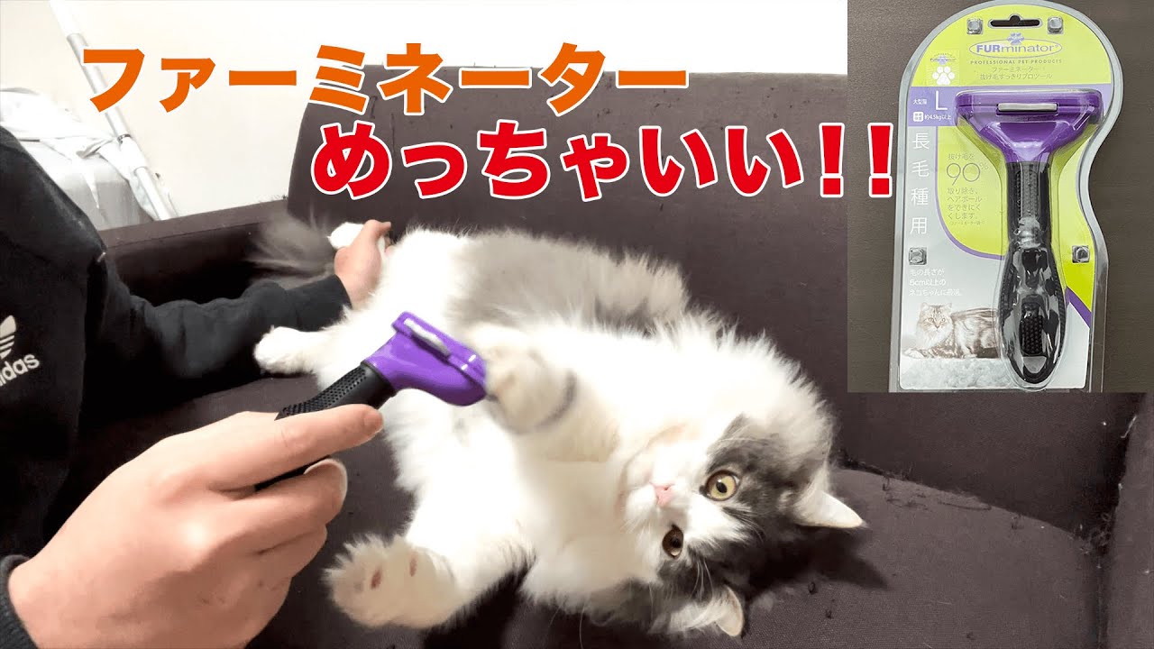 【長毛種サイベリアン】ファーミネーターめっちゃ毛取れる！！