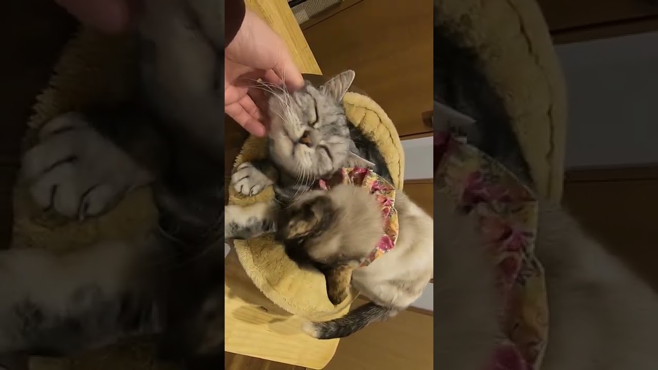 アメリカショートヘアミックスの看板猫とシャム猫風の仲良し猫が受付で猫団子（保護猫カフェ森のねこ舎）淡路